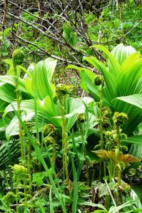 Forest floor Montana