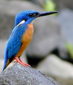 blue_eared_kingfisher
