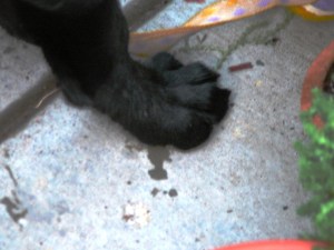 Elijah - foot at 11 weeks