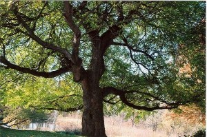 Mulberry Tree