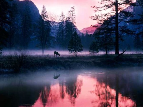 deer at dawn deer at dawn