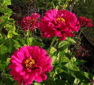 Pink zinnia