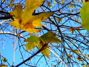 leaves sky