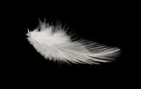 feathers