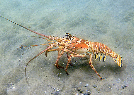 spiny-lobster-langusta