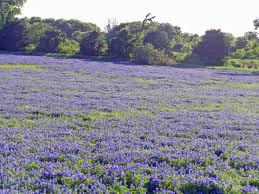 bluebonnetfield