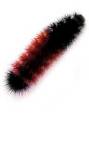 woolybear2