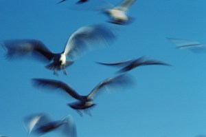 Gulls in Flight