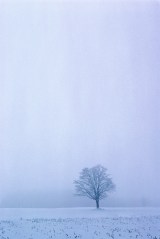 Tree in the Winter Mist