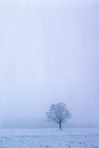 Tree in the Winter Mist