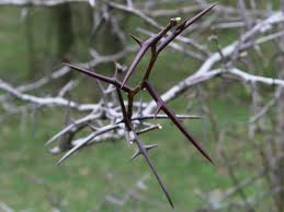 thorns
