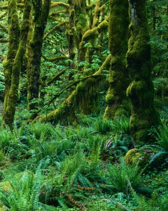 Northwest Temperate Rainforest