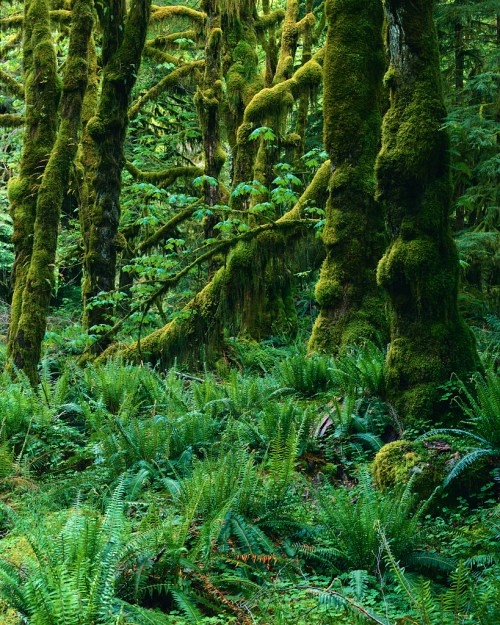Northwest Temperate Rainforest