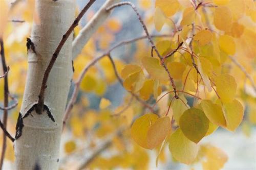 Aspens