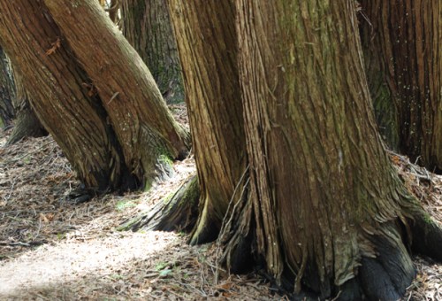 Cedar Trunks © Sheila Creighton 2013 Images of LIght used with permission
