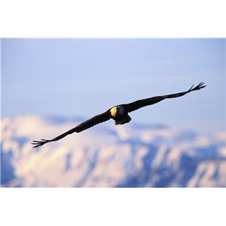 eagleflight