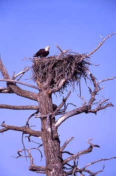 eagles nest