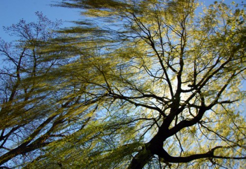 Spring Willow in the Wind © Sheila Creighton 2013 Imagery of Light Used with permission