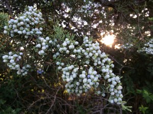 Cedar berries and light