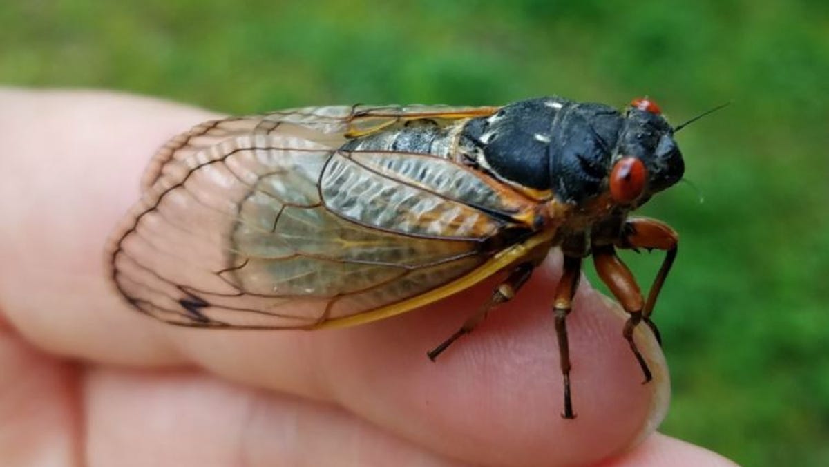 cicada-after-emerging-from-shell.