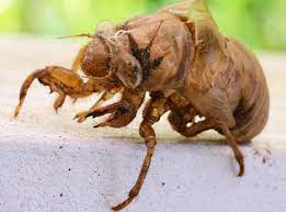 cicada-shell